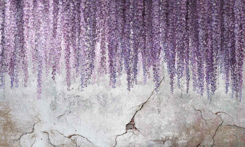 Tapeta ścienna Wisteria Tapeta ścienna Wisteria