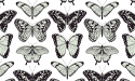 Eco tapeta scienna BUTTERFLY Eco tapeta scienna BUTTERFLY