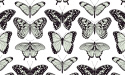 Eco tapeta scienna BUTTERFLY