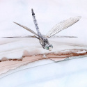 Spirit Wand Tapete Spirit Wand Tapete