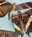 Tapeta Butterflies and moths od Wallcolors rolka 100x200